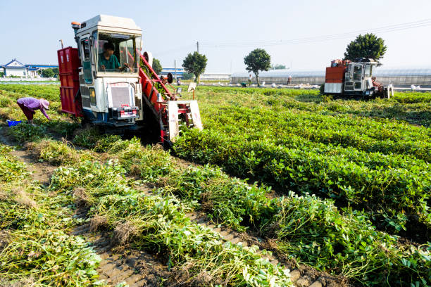 Peanut Harvest Yard Operations
