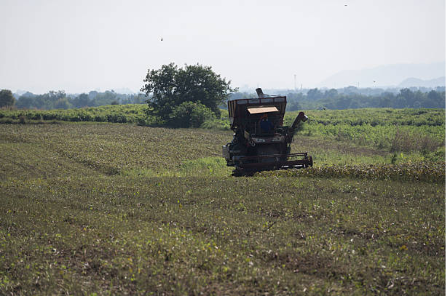 Groundnut Agriculture