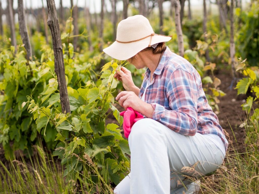 Groundnut Agriculture