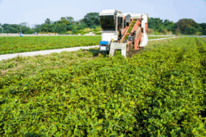 Peanut Harvest Logistics