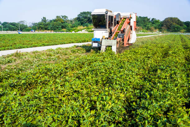 Peanut Harvest Logistics