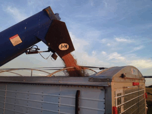 Peanut Harvest Transport