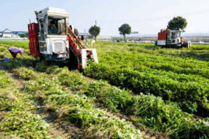 Peanut Harvest Yard Operations