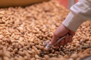 Peanut Farming Peanut Farming