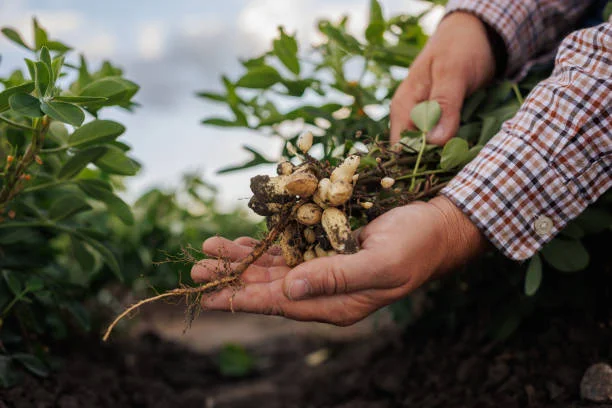 Peanut Farming in Georgia
